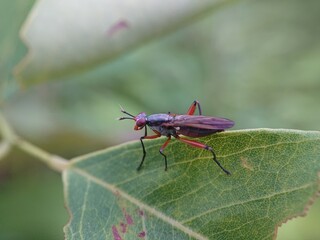 red fly (snail killing fly)
