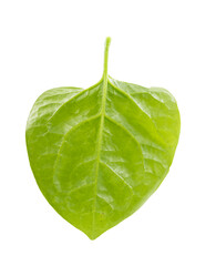 Malabar spinach (Basella alba), also known by names such as Indian spinach, Ceylon spinach