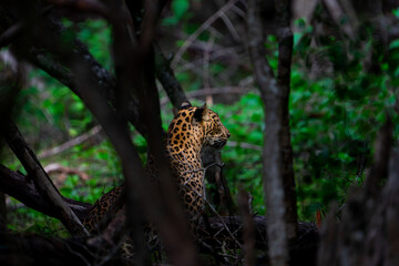King of the Jungle