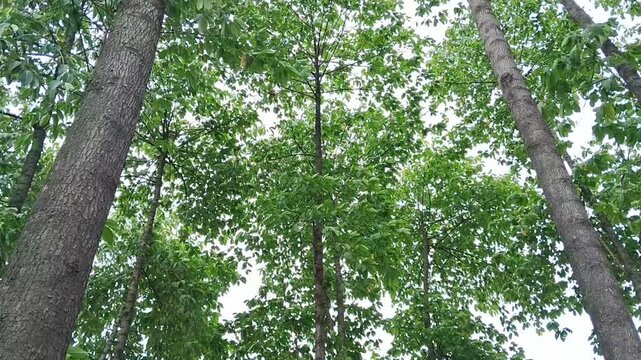 A low-angle view of a forest canopy with tall tree trunks and a dense layer of bright green leaves filling the frame against a bright sky.
