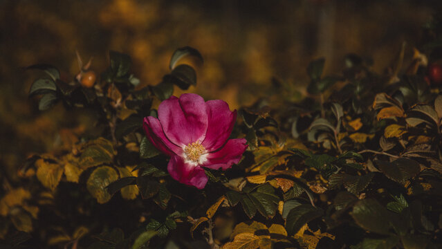 Pink wild rose flower in autumn light