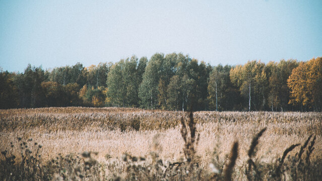 Autumn meadow with forest edge
