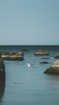 Seagull swimming among coastal rocks