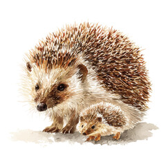 Watercolor illustration of Hedgehog With Its Baby, vector artwork, isolated on white background.