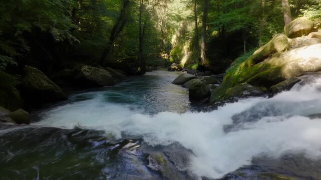 A peaceful forest stream flows gently over moss-covered rocks, surrounded by lush green trees. sunlight filters through the dense canopy, creating a serene and calming natural setting perfect for rela