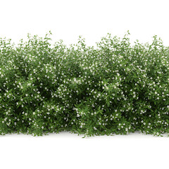 Lush Green Hedge with Delicate White Blossoms