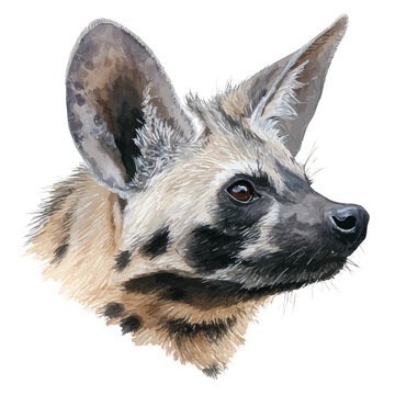Watercolor vector illustration of Aardwolf Head, isolated on white background.
