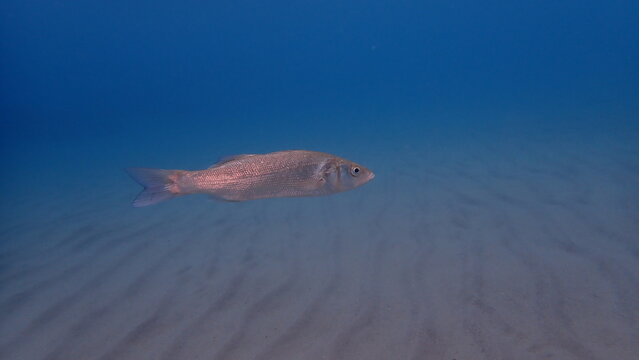 European seabass or sea bass (Dicentrarchus labrax) undersea, Ligurian Sea, Italy, Imperia
