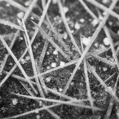 Pine needle bed with scattered snow crystals, macro detail, crisp contrast, plain backdrop