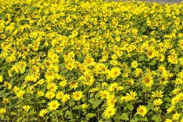 ひまわりの花畑　黄色い絨毯