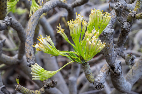 Planta de verode en las islas Canarias