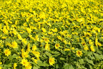 ひまわりの花畑　黄色い絨毯