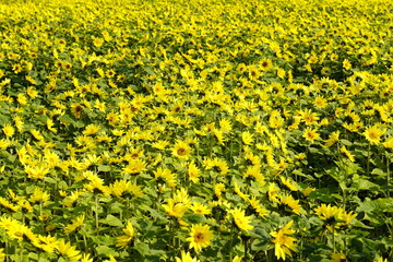 ひまわりの花畑　黄色い絨毯