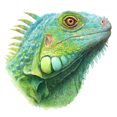 Fototapeta premium Iguana Head, watercolor painting, vector illustration, isolated on a white background.