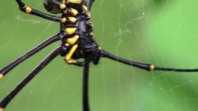 Close-up of the mouth and mandibles of the enormous yellow and black spider, named Nephila Pilipes