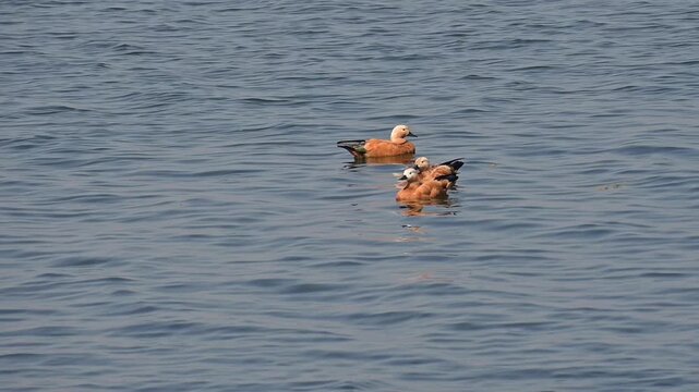 A group of brahminy ducks are seen swimming together in a weland lake