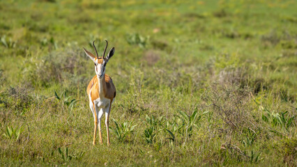 Springbok ( Antidorcas Marsupialis) looking at the camera, Shamwari Private Game Reserve, South Africa.