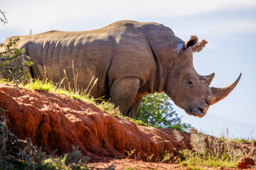 Big male white rhinoceros (Ceratotherium simum), Shamwari Private Game Reserve, South Africa. © Gunter