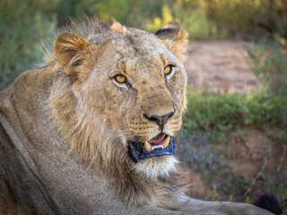 Obraz premium Head of a young male lion ( Panthera Leo Leo), Kwandwe Private Game Reserve, South Africa.