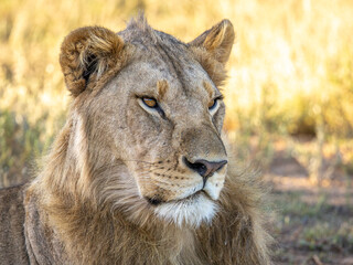 Fototapeta premium Head of a young male lion ( Panthera Leo Leo), Kwandwe Private Game Reserve, South Africa.