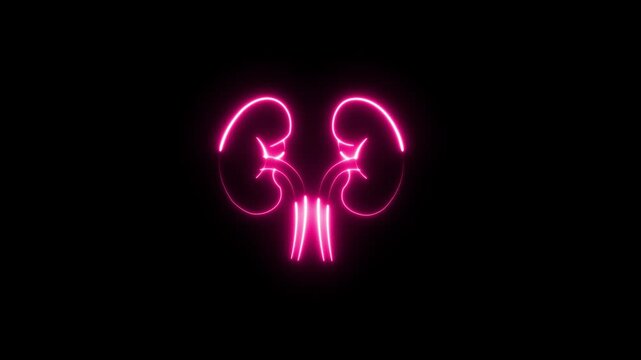 human, kidney, anatomy, organ neon graphic animation neon style icons. 4k video