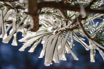 Winter wonderland, scenery in Huangshan National Park, Anhui, China