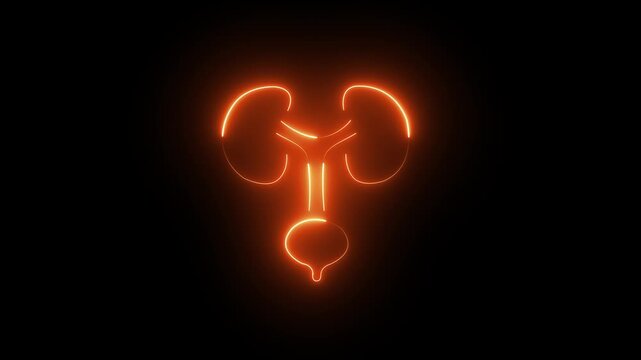 kidney divided into the right and left icon animated. Urinary system part symbol. nephrology, stroke muscle bladder logo, 4K VIDEO.