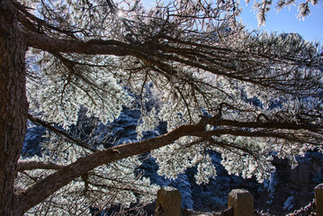 Winter wonderland, scenery in Huangshan National Park, Anhui, China