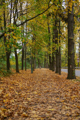 Fototapeta premium Beautiful autumn landscape featuring a forest path covered in golden fallen leaves. Tall trees with yellow foliage line the road under soft natural light. Seasonal nature concept.