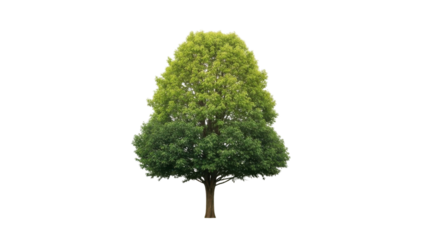 Isolated Green Deciduous Tree with Full Foliage on White Background