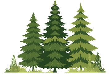 Fototapeta premium Evergreen pine tree forest silhouette