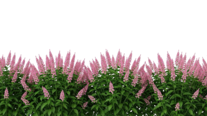 Isolated row of pink flowering plants with green leaves on white background