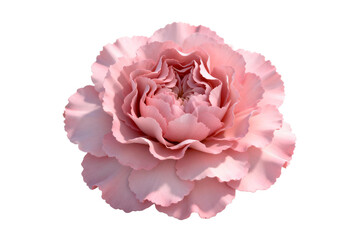 Beautiful Pink Carnation Flower Close-up