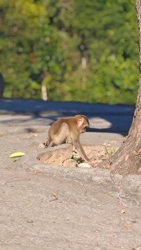 Monkeys on the road. Wild animal.