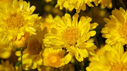 Yellow chrysanthemum flowers field. Herbal tea.