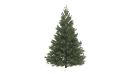 Realistic 3D Render of Evergreen Pine Tree Isolated on Clean White Background