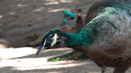 A brightly colored peacock, vibrant blues, greens, and golds.