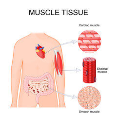 Types of Muscle tissue