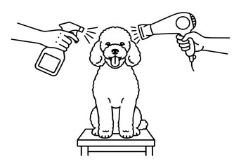 A poodle dog is being groomed with a spray bottle and a hairdryer on a grooming table.