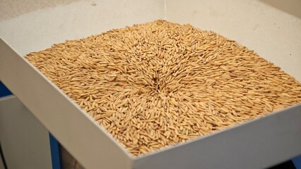 Rice being milled using a rice mill machine. Husk rice. © lesyeuxdedidi