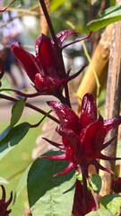 Roselle fruits on tree in garden.