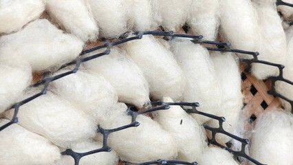 Silk cocoon for weaving or textile, product of Thailand.