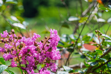 夏の青空の下で鮮やかに咲くピンクのサルスベリの花