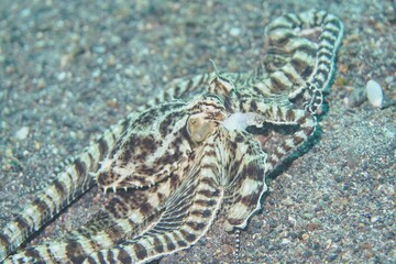 Mimic Octopus in the Lembeh Strait, Sulawesi, Indonesia