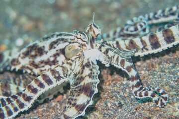 Mimic Octopus in the Lembeh Strait, Sulawesi, Indonesia