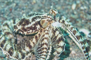 Mimic Octopus in the Lembeh Strait, Sulawesi, Indonesia