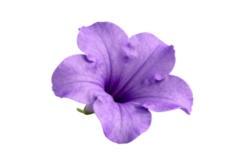 Purple Ruellia Flower with Five Petals