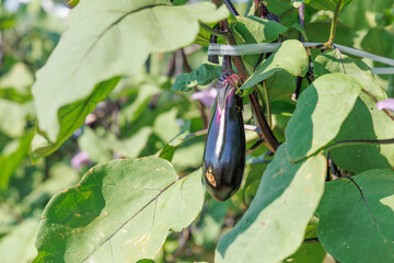 瑞々しく美味しそうな茄子