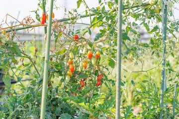 瑞々しく美味しそうなミニトマト