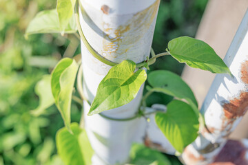 鉄柱に絡まるツル